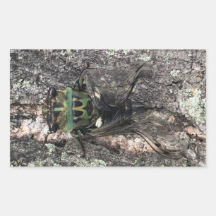 Adesivo Retangular Cicada