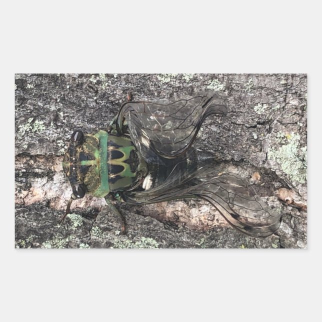 Adesivo Retangular Cicada (Frente)