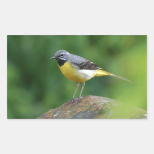 Adesivo Retangular Cinza Wagtail - pássaro