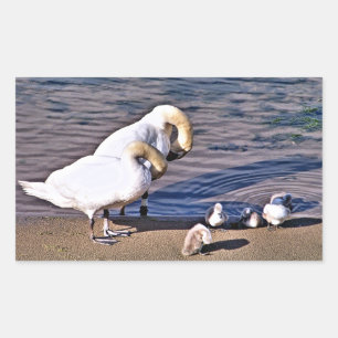 ADESIVO RETANGULAR CISNES