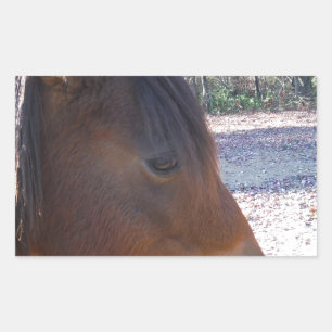 Adesivo Retangular Close de cavalo marrom, pequeno pônei marrom