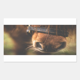 Adesivo Retangular Close up de um nariz bonito do cavalo de Brown