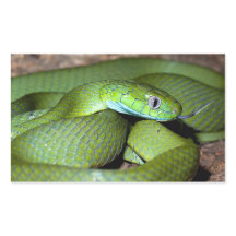 Cobra de gato verde
