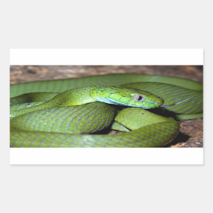 Adesivo Retangular Cobra verde do gato
