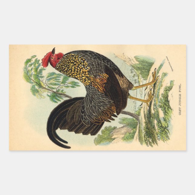 Adesivo Retangular Cockerel de galeria antiquada com Impressão (Frente)