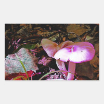 Cogumelo Rosa