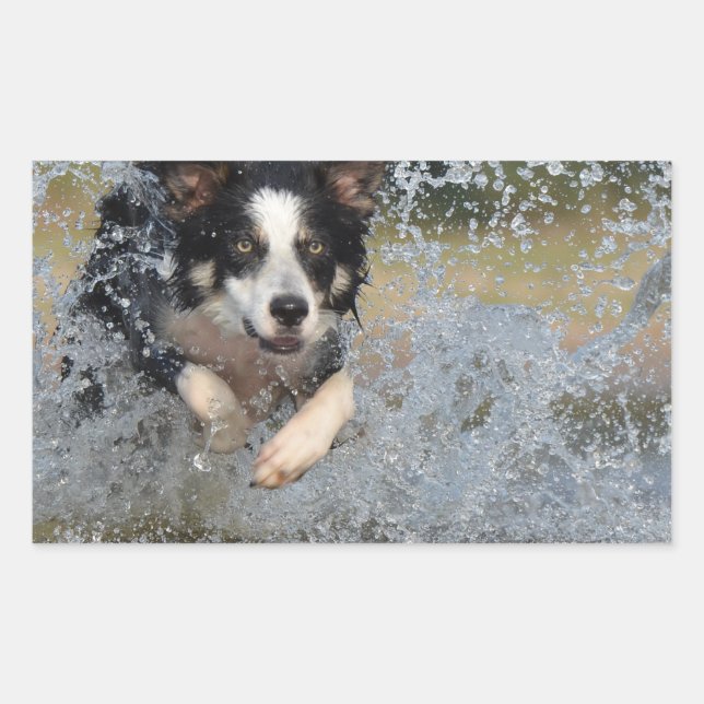 Adesivo Retangular collie borda correndo na água (Frente)