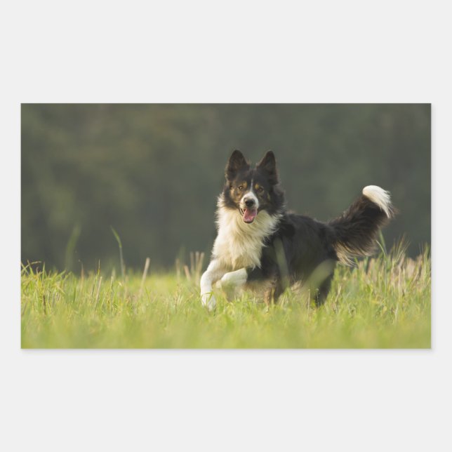 Adesivo Retangular collie de borda p9 (Frente)