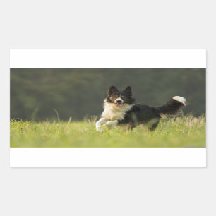 Adesivo Retangular collie de borda p9