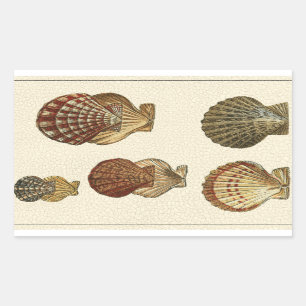 Adesivo Retangular Conchas Antiguas Empilhadas