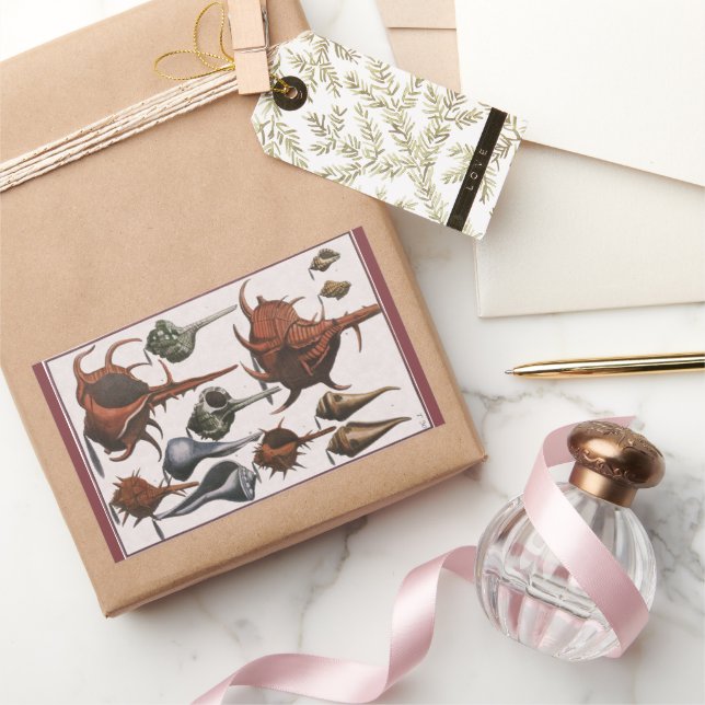 Adesivo Retangular Conchas, Conchas Marinhas Antigas, Vida Marinha Oc (Presentear)