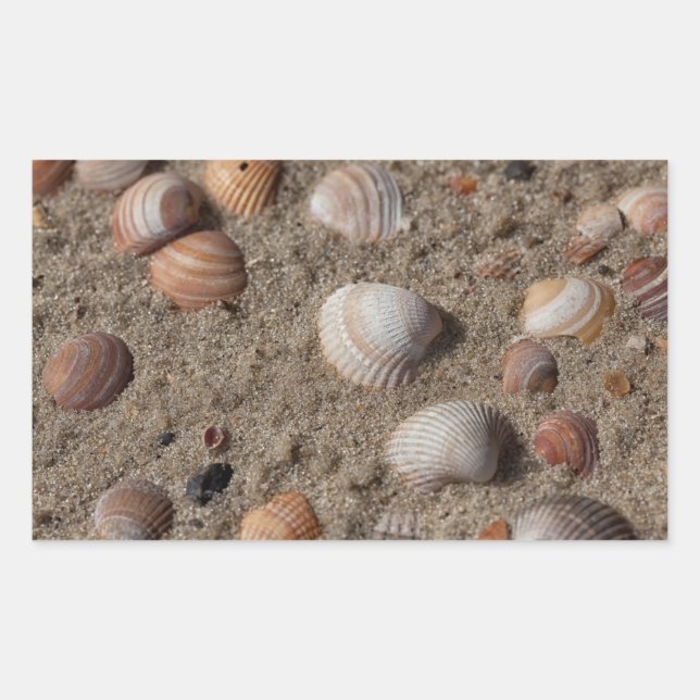 Adesivo Retangular Conchas marítimas na praia (Frente)