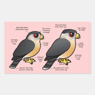 Adesivo Retangular Coop v Sharpie