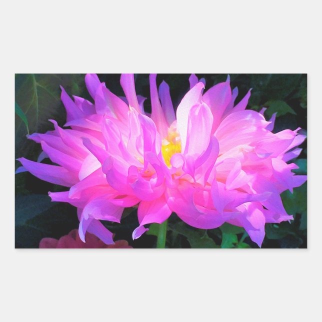 Adesivo Retangular Cor-de-rosa estonteante e cacto roxo Dahlia (Frente)