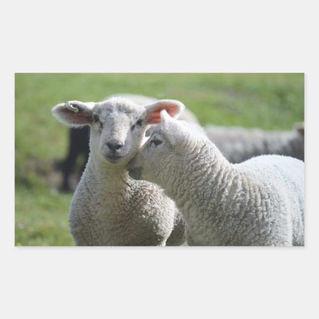 Adesivo Retangular cordeiro (Frente)