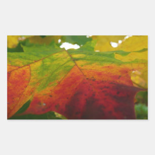 Adesivo Retangular Cores da Folha de Bordo Fotografia da Natureza de