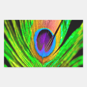 Adesivo Retangular Cores Neon Pena de Pavão