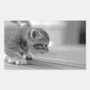 Adesivo Retangular Crouching Kitten