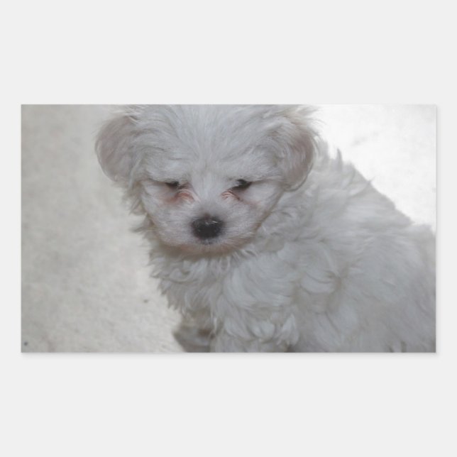 Adesivo Retangular Cuppy Maltês (9 Meses De Idade) (Frente)