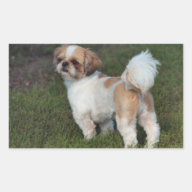 Adesivo Retangular Cutest Shih Tzu (Frente)