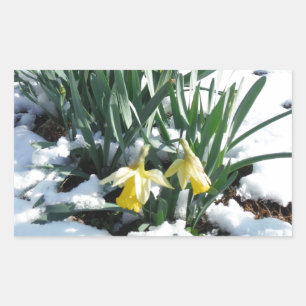 Adesivo Retangular Daffodilos amarelos na neve