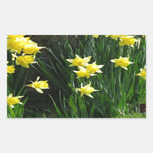 Adesivo Retangular Daffodils do primavera