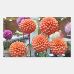 Adesivo Retangular Dahlia Rosa Toscano #1-2 Stickers