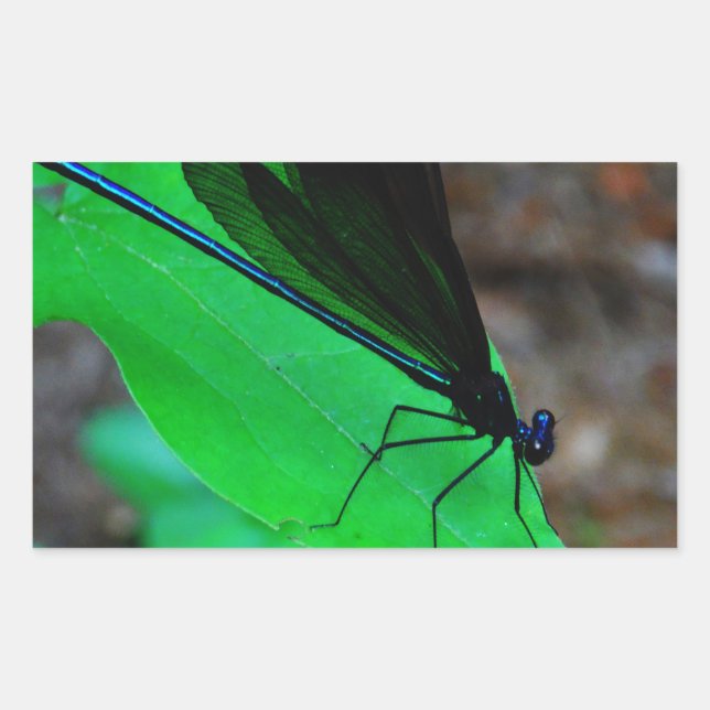 Adesivo Retangular Damselfly azul em uma folha verde. (Frente)