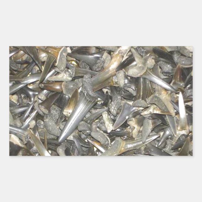 Adesivo Retangular Dentes de tubarão fósseis (Frente)