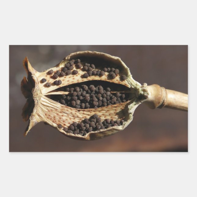 Adesivo Retangular Dentro de um Pod Flor Poppy (Frente)