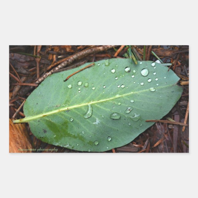 Adesivo Retangular Dew Dappled Leaf (Frente)