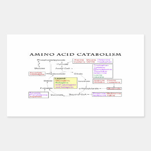 Adesivo Retangular Diagrama do catabolismo do ácido aminado