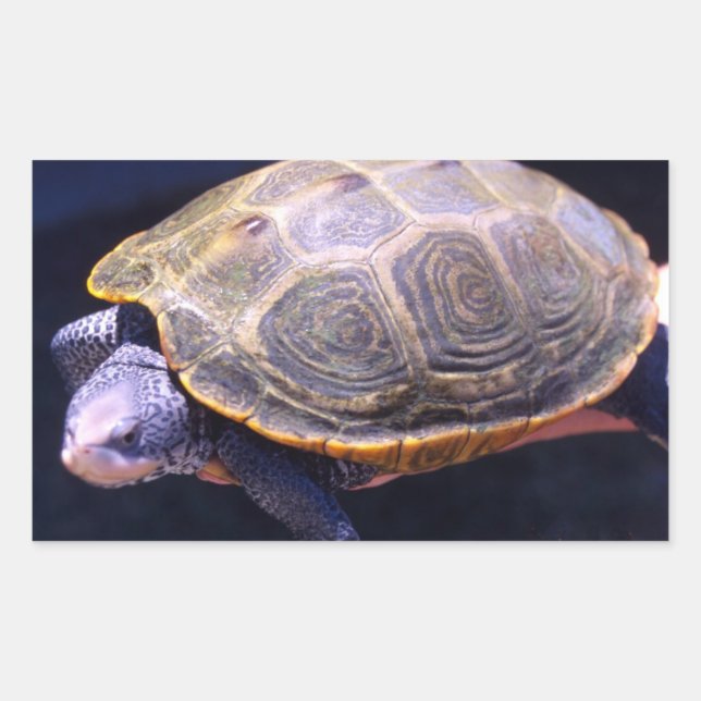 Adesivo Retangular Diamondback Turtle (Frente)
