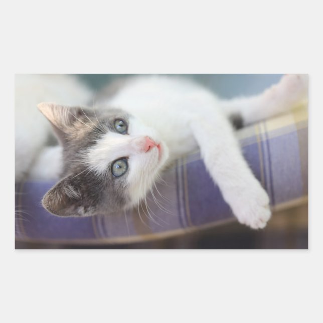 Adesivo Retangular Doce Gatinho Na Xadrez Da Cama (Frente)