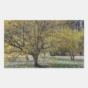 Adesivo Retangular Dogwood da cereja de cornalina e glória da neve