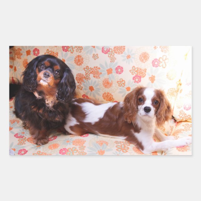 Adesivo Retangular Dois Adoráveis Cavalier King Charles Spaniels Ades (Frente)