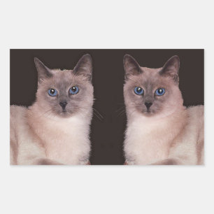 Adesivo Retangular Dois gatos Siamese