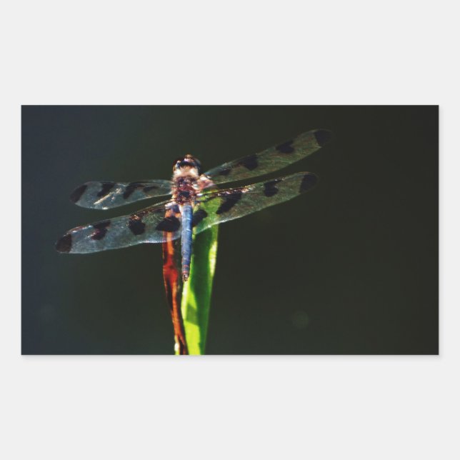Adesivo Retangular Dragonfly azul e preta sobre a grama verde e verme (Frente)