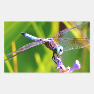 Adesivo Retangular Dragonfly Teal & Purple