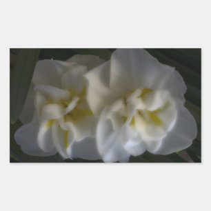 Adesivo Retangular Dreamy Narcissus Daffodils
