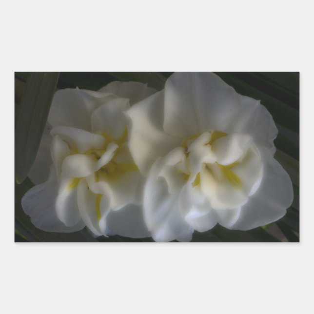 Adesivo Retangular Dreamy Narcissus Daffodils (Frente)