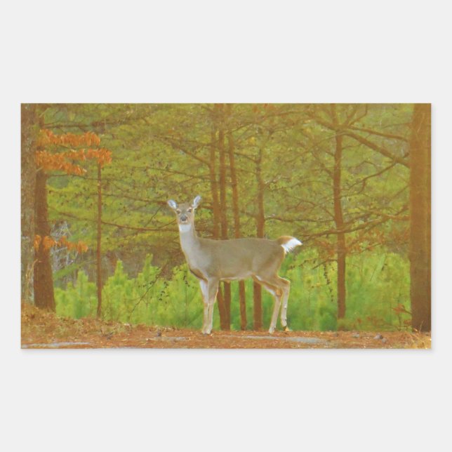 ADESIVO RETANGULAR DSCF4041.JPG (Frente)