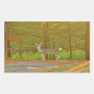 ADESIVO RETANGULAR DSCF4041.JPG