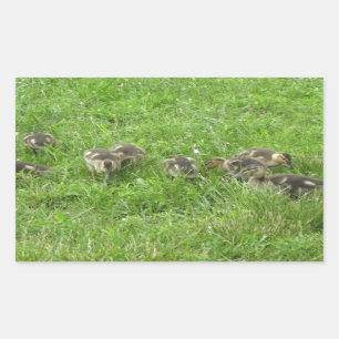 Adesivo Retangular Duckies na grama