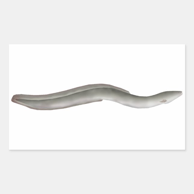 Adesivo Retangular Enguia europeia (Frente)