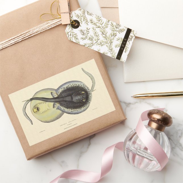 Adesivo Retangular Escarolas Vintage, Animais Marinhos Do Oceano (Presentear)