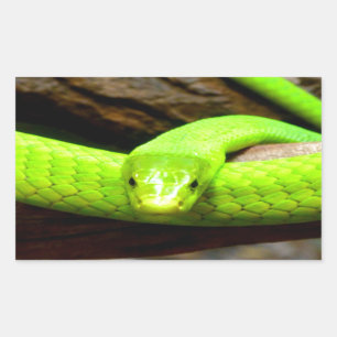 Adesivo Retangular espera do cobra da mamba verde para o amor na paz