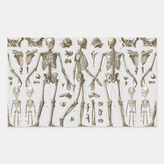 Adesivo Retangular Esqueletos da Enciclopédia Brockhaus & Efron (Frente)