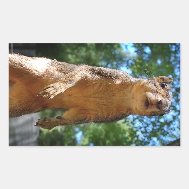 Adesivo Retangular Esquilo direito (Frente)