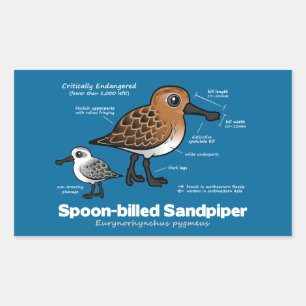 Adesivo Retangular Estatísticas de Sandpiper de bico aleatório